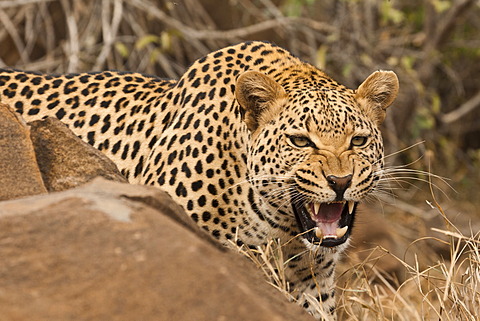 Leopard (Panthera pardus) behind a rock, hissing, Tshukudu Game Lodge, Hoedspruit, Greater Kruger National Park, Limpopo Province, South Africa