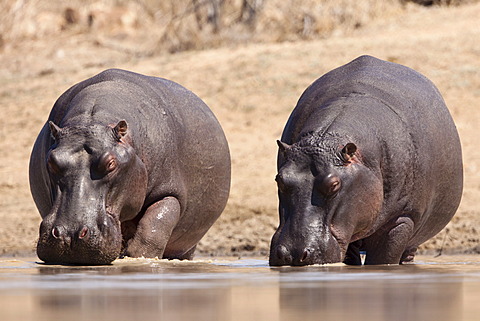 Hippopotamuses (Hippopotamus amphibius) drinking in a waterhole, Tshukudu Game Lodge, Hoedspruit, Greater Kruger National Park, Limpopo Province, South Africa, Africa