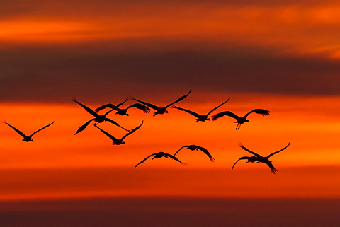 Crane (Grus grus) in flight at sunset, Ruegen Island, Mecklenburg-Western Pomerania, Germany, Europe