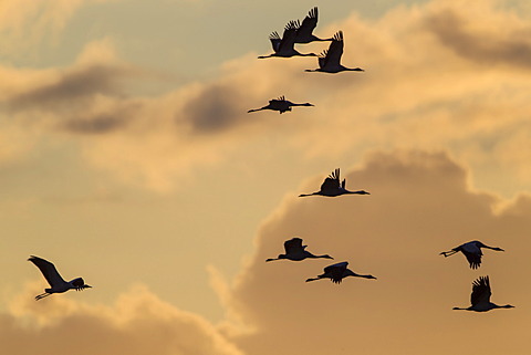 Cranes (Grus grus), in flight, Ruegen Island, Mecklenburg-Western Pomerania, Germany, Europe