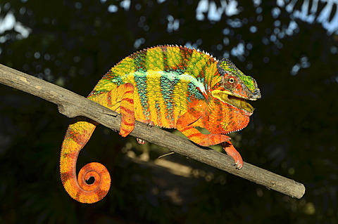 Panther chameleon (Furcifer pardalis), male in the northwest of Madagascar, Africa, Indian Ocean