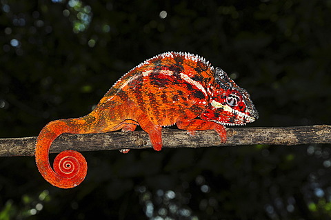 Panther chameleon (Furcifer pardalis) in the east of Madagascar, Africa, Indian Ocean