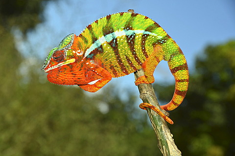 Panther chameleon (Furcifer pardalis) in the northwest of Madagascar, Africa, Indian Ocean