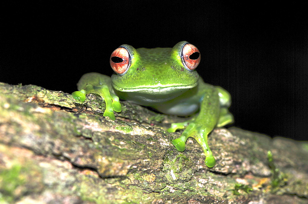 Madagascar Red Eyed Jello Tree Frog (Boophis luteus) in the rain forests in the north of Madagascar, Africa, Indian Ocean