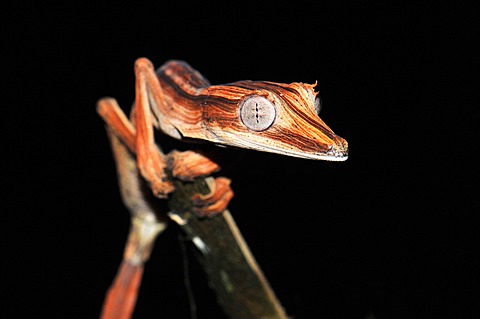 Lined Leaf Tail Gecko (Uroplatus lineatus) in the rain forests of Marojejy National Park, Madagascar, Africa, Indian Ocean