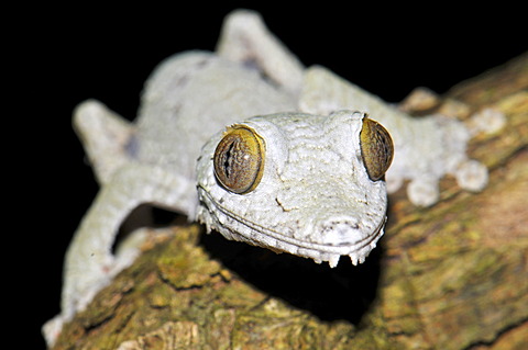 Leaf Tailed gecko (Uroplatus fimbriatus), young in the rainforests of Masoala, Madagascar, Africa, Indian Ocean