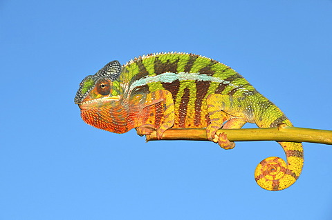 Panther chameleon (Furcifer pardalis) in the northwest of Madagascar, Africa, Indian Ocean