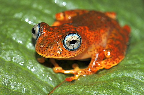 Skeleton frog species (Boophis pyrrhus) in the rain forests of Madagascar, Africa, Indian Ocean