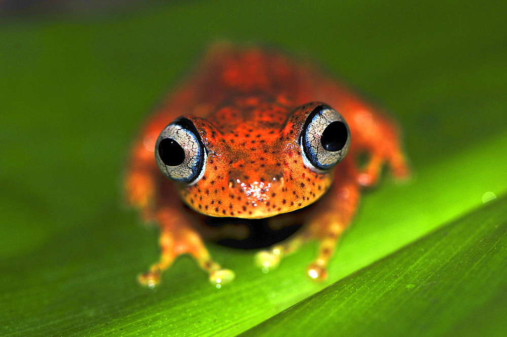 Madagascar frog species (Boophis pyrrhus), rain forests of Andasibe, Madagascar, Africa, Indian Ocean