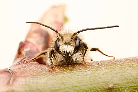 Red Mason bee (Osmia bicornis), male