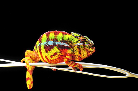 Panther chameleon (Furcifer pardalis)