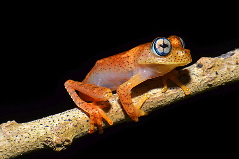 Nocturnal poison frog, skeleton frog (Boophis pyrrus), in the rain forests of eastern Madagascar, Africa