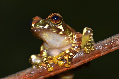 Nocturnal poison frog, skeleton frog (Boophis sp.), in the rain forests of northern Madagascar, Africa