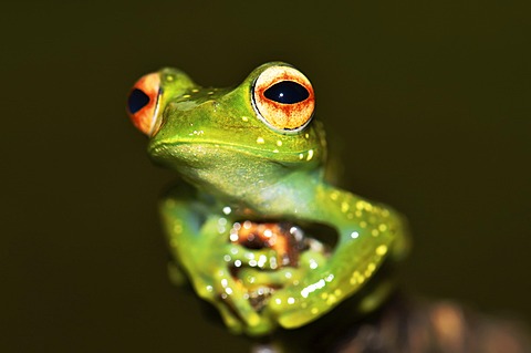 Nocturnal poison frog, skeleton frog (Boophis sp.), in the rain forests of northern Madagascar, Africa