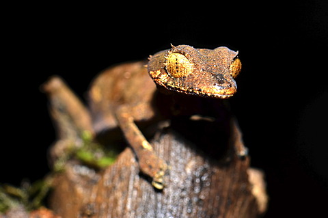 Spearpoint Leaf-tail Gecko (Uroplatus ebenaui) in the Amber Mountain National Park, Madagascar, Africa