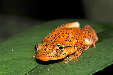 Frog of the species Platypelis in the rain forests of eastern Madagascar, Africa