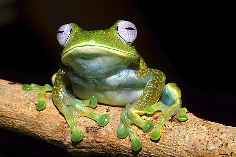 Madagascan Frog (Boophis luteus), in the cloud forest of Eastern Madagascar, Madagascar, Africa