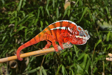 Panther Chameleon (Furcifer pardalis) in the eastern highlands of Madagascar, Africa