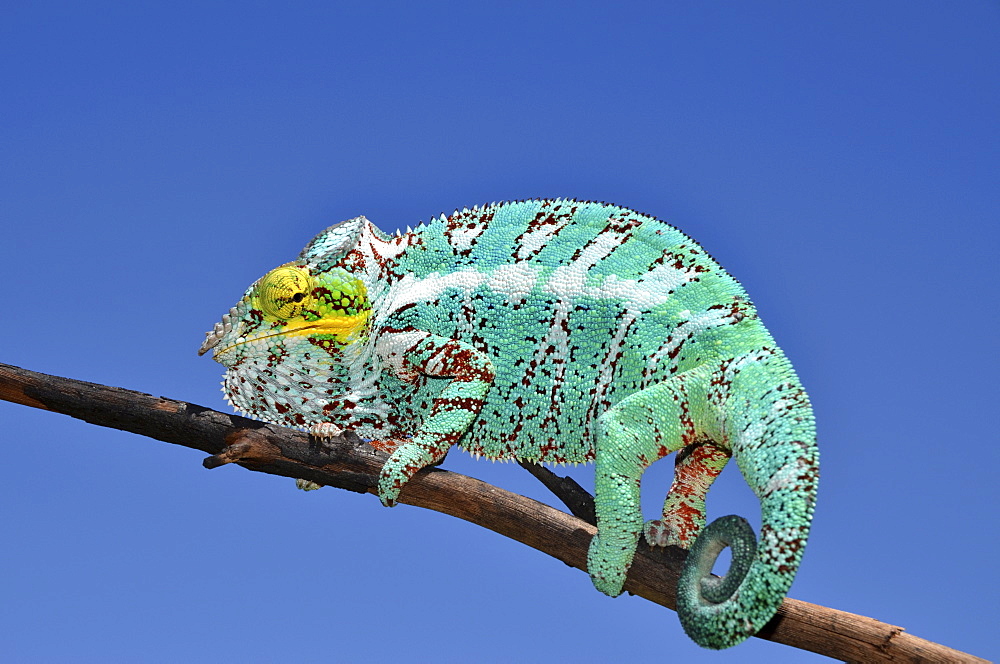 Panther Chameleon (Furcifer pardalis) on the island of Nosy Faly in northwestern Madagascar, Africa