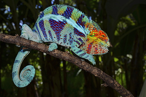 Panther Chameleon (Furcifer pardalis) in the cocoa plantations of Ambanja in northwestern Madagascar, Africa