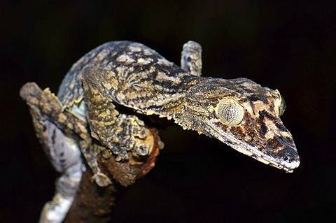 Leaf-tailed Gecko (Uroplatus gigantaeus), in the forests of Montagne de Ambre, Madagascar, Africa