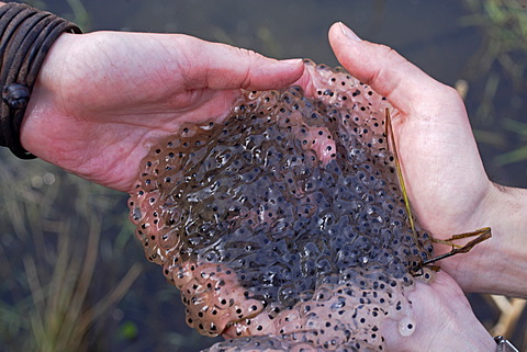 Hands holding spawn of Common frog (Rana temporaria)