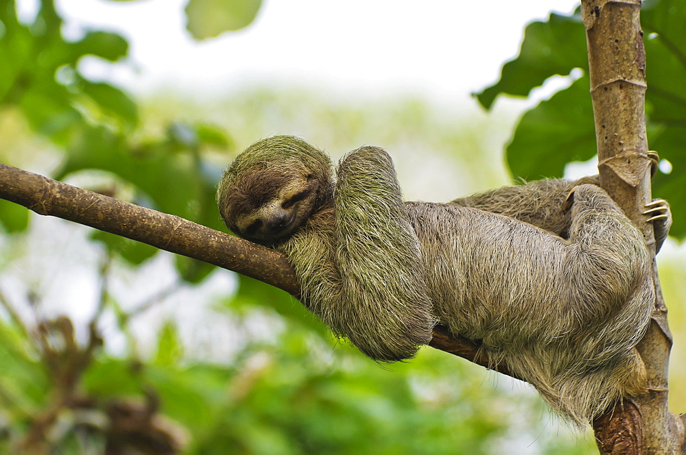 Brown-throated sloth (Bradypus variegatus), male resting on a branch, Manuel Antonio National Park, central Pacific Coast, Costa Rica, Central America