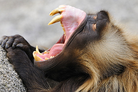 Gelada Baboon (Theropithecus gelada) with its mouth wide open, Stuttgart, Baden-Wuerttemberg, Germany, Europe