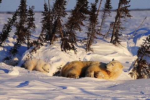 Polar bear sow (Ursus maritimus) with cubs enjoying the evening sun, lying behind a row of trees sheltered from the wind, Wapusk National Park, Manitoba, Canada