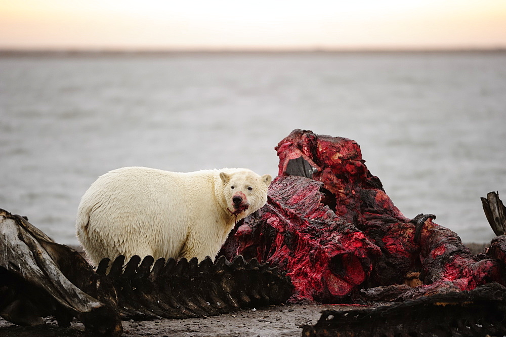 Polar bear (Ursus maritimus) feeding on the remains of a whale, Kaktovik, North Slope, Beaufort Sea, Alaska, USA, America