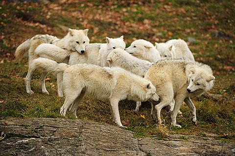 A pack of Polar Wolves, White Wolves or Arctic Wolves (Canis lupus arctos) playing together, Parc Omega, Montebello, Quebec, Canada