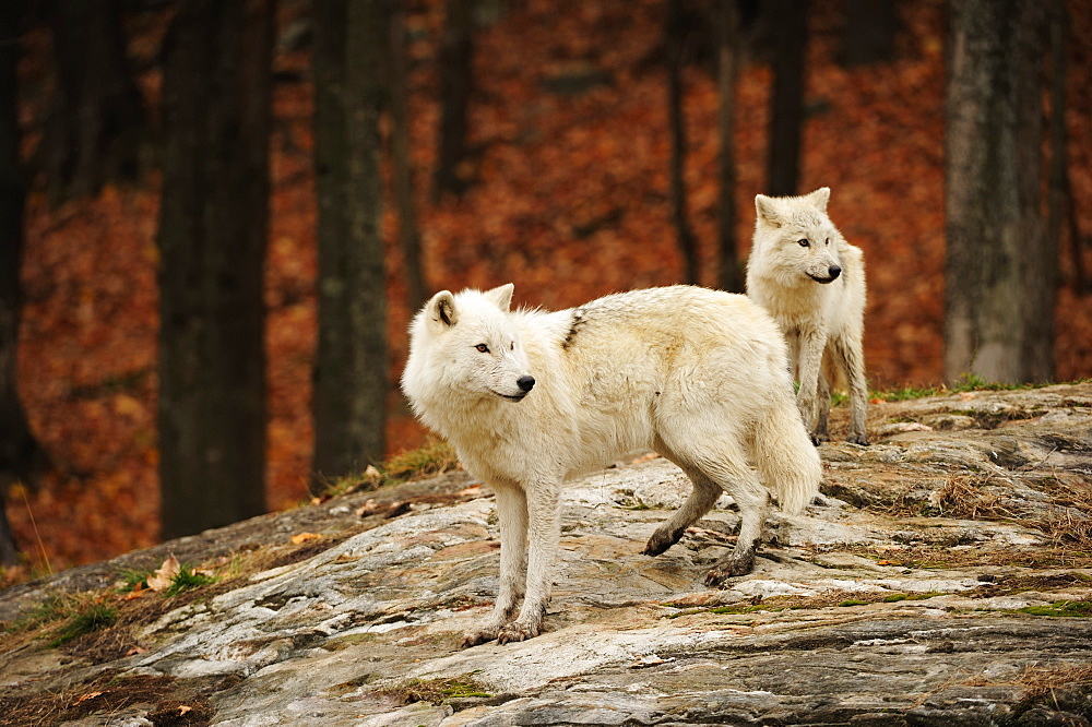 Polar Wolves, White Wolves or Arctic Wolves (Canis lupus arctos) looking into the distance, Canada