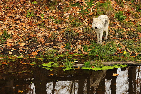 Polar Wolf, White Wolf or Arctic Wolf (Canis lupus arctos) at a pond, reflected in the water, Canada