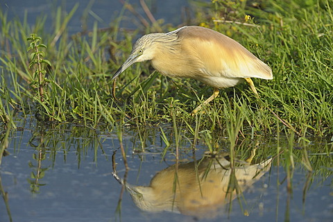 Squacco Heron (Ardeola ralloides)