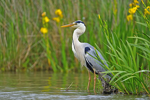 Grey Heron (Ardea cinerea), Camargue, France, Europe