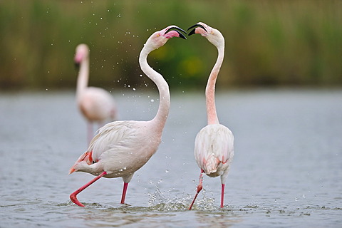 Greater Flamingos (Phoenicopterus ruber), Camargue, France, Europe