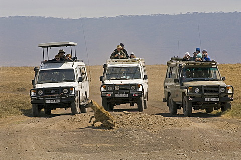 Tourists in SUVs observing an individual Spotted Hyena (Crocuta crocuta), Ngorongoro Crater, Tanzania, Africa