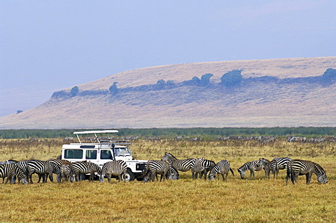 Tourists watching a herd of Zebras (Equus quagga burchelli) at close range in the Ngorongoro Crater, UNESCO World Heritage Site, Tanzania, Africa