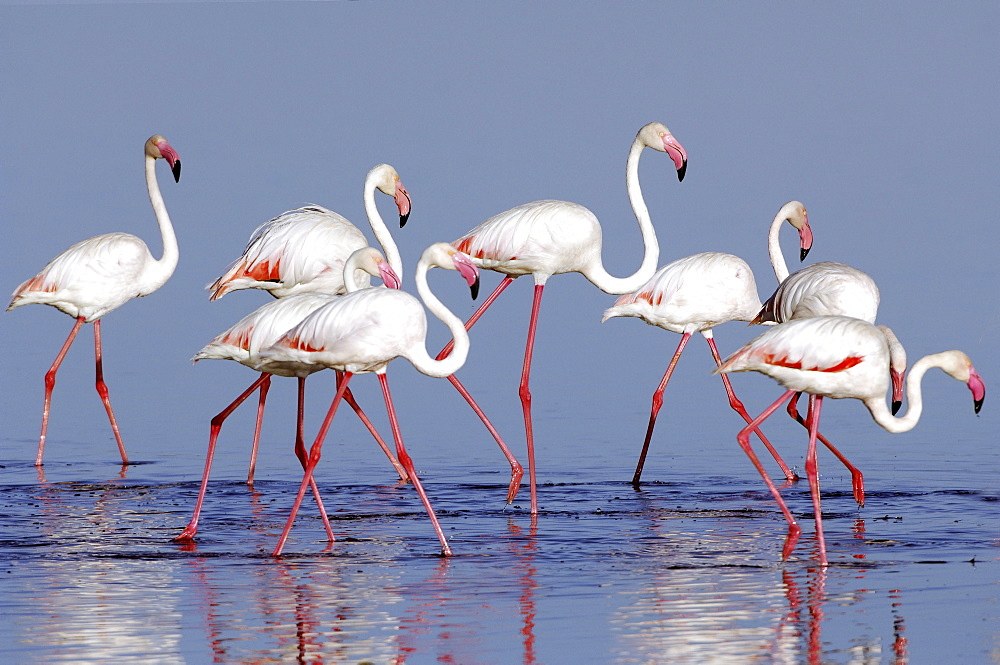 Greater Flamingos (Phoenicopterus roseus), Lake Ndutu, Ngorongoro Crater, UNESCO World Heritage Site, Tanzania, Africa