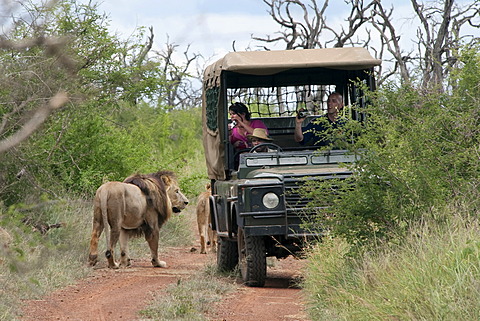 Group of lions (Panthera leo) walking past a safari vehicle, Hlane Royal National Park, Swaziland, Africa