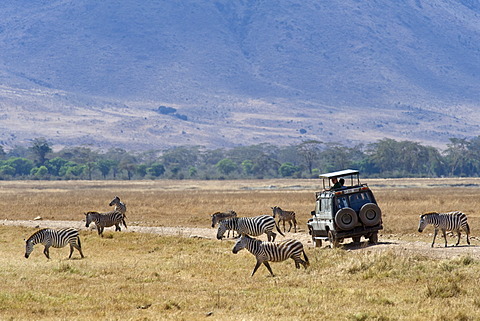 Tourists watching zebras (Equus burchelli) from their vehicle, Ngorongoro Crater, Ngorongoro Conservation Area, UNESCO World Heritage Site, Tanzania, Africa