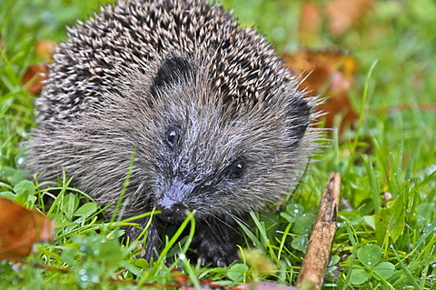 European hedgehog (Erinaceus europaeus) in grass