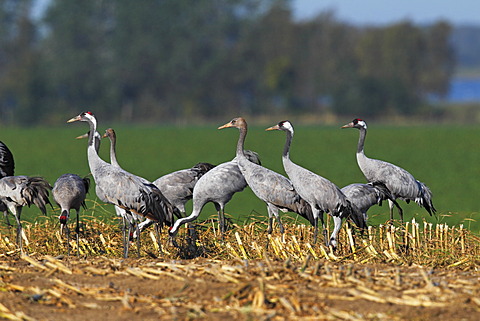 Cranes, gray cranes (Grus grus), young birds and adult birds, migration, foraging on a harvested cornfield, Ruegen-Bock region, Western Pomerania Lagoon Area, Mecklenburg-Western Pomerania, Germany, Europe