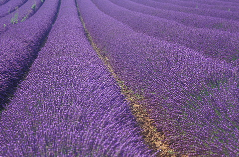 True Lavender (Lavandula angustifolia), lavender field, Provence, France, Europe