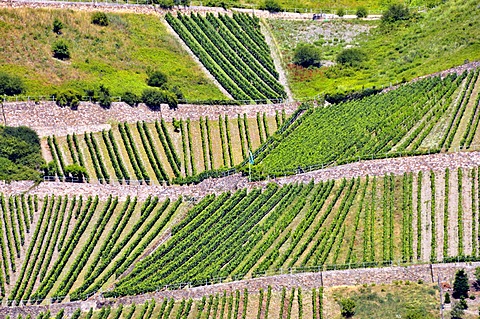 Vineyards above Lorchhausen in the Rheingau district, Hesse, Germany, Europe