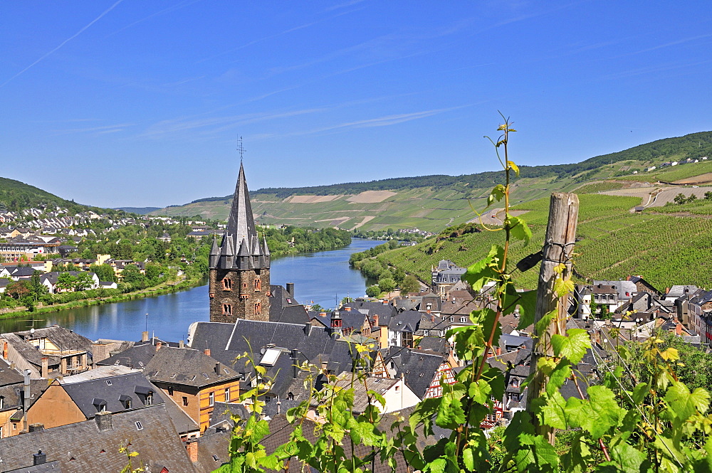 Vineyards in Bernkastel, parish church St. Michael, Bernkastel-Kues, Rhineland-Palatinate, Germany, Europe