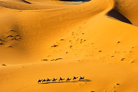 Tourists riding camels through the sand dunes of Erg Chebbi, Sahara, Southern Morocco, Morocco, Africa