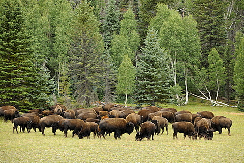 Beefalos or Cattalos, a crossbreed between North American Bison (Bison bison) and Domestic Cattle (Bos taurus), Grand Canyon National Park, North Rim, Arizona, United States of America, USA