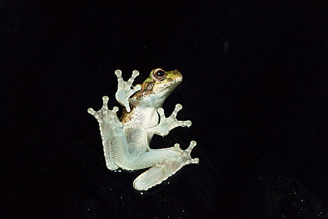 Green-eyed Treefrog (Litoria genimaculata) on a car window, Daintree National Park, Queensland, Australia