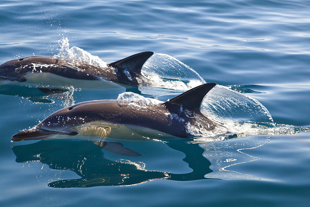 Short-beaked Dolphins (Delphinus delphis) in the Atlantic, off Algarve, Portugal, Europe